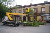 Wielka wycinka drzew w centrum Radomska. Rusza przebudowa ul. Reymonta [ZDJĘCIA, FILM]