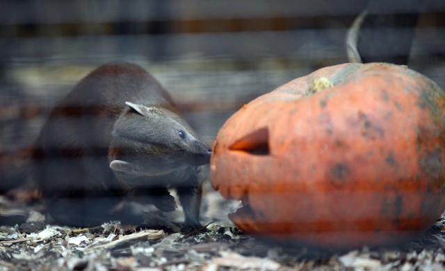 W łódzkim zoo także zwierzaki poczują halloweenowy nastrój.