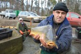 Wierzchosławice-Dwudniaki. Karpie sprzedają się jak świeże bułeczki