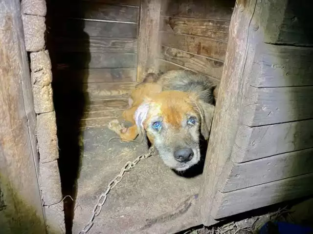 Pies odebrane właścicielce w Kostrzycy