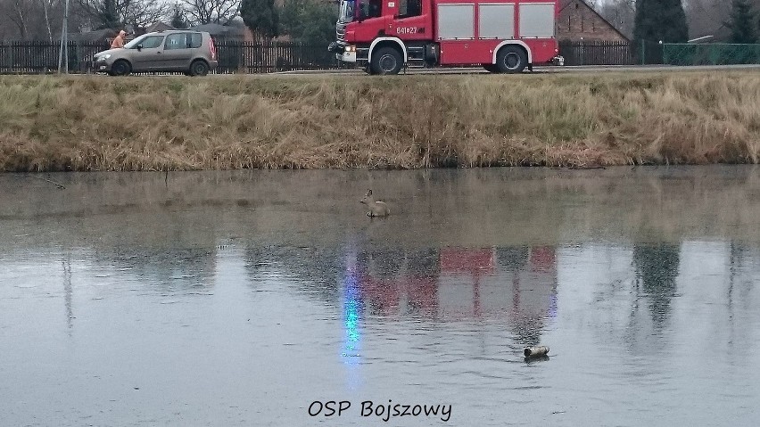 Strażacy z OSP Bojszowy uratowali sarnę uwięzioną na...