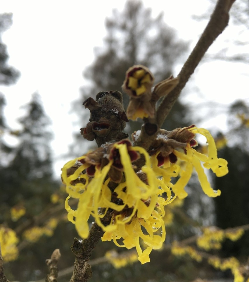 Zima w arboretum w Rogowie. Zobacz, jak zjawiskowo ogród wygląda pod śniegiem  ZDJĘCIA