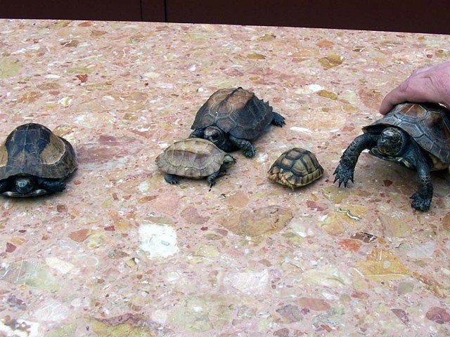 Żółwie trafiy do zoo w Zamościu.
