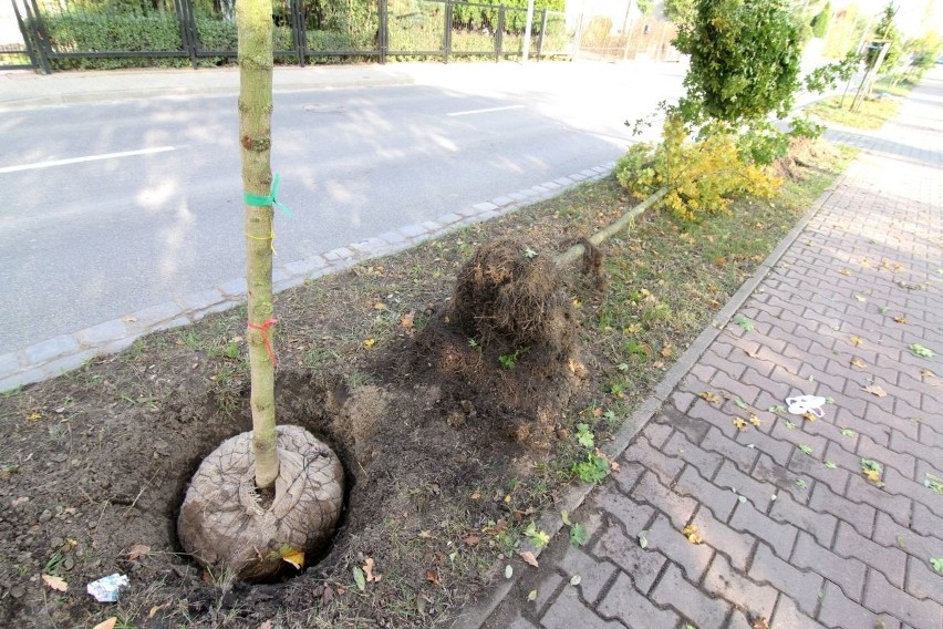 Wymiana drzew przy ul. Głównej