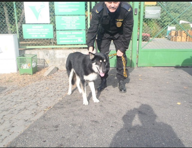 Pies odnaleziony w dniu 2.10.2016r. przy ul. Lisiej.W dniu 2.10.2016r. około godz. 14:50, strażnicy z Referatu Błonie odebrali psa z ul. Lisiej, a następnie dowieźli go do Schroniska dla zwierząt przy ul. Grunwaldzkiej 298, gdzie został zastrzeżony pod nr 718/2016.