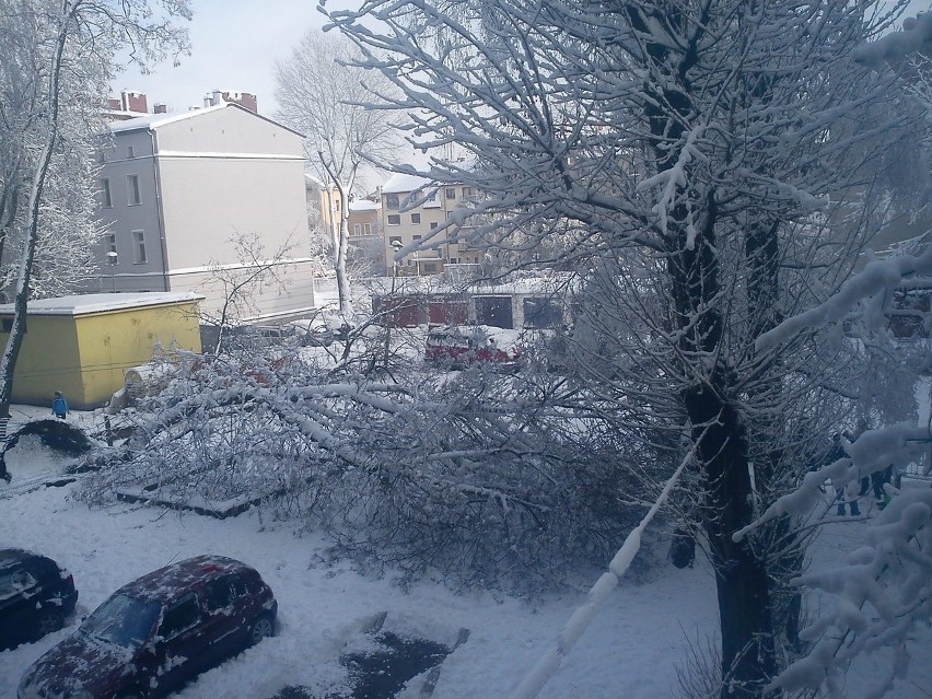 Przewrócone drzewo przy ul. Kołłątaja.