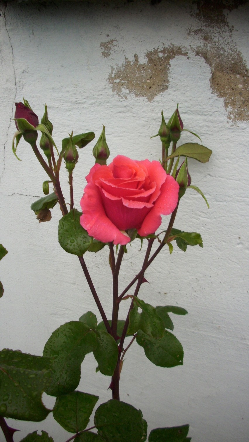 Róża w ogródku...
