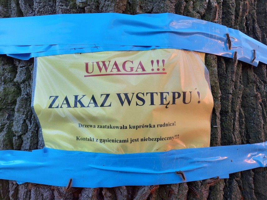 Aleja dębowa w Łowoszowie zaatakowana przez gąsienice
