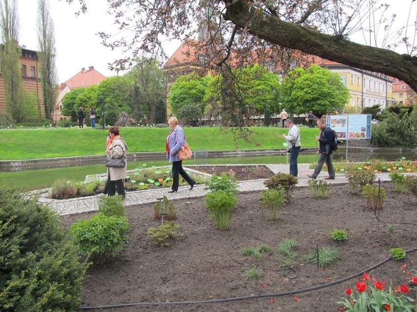 Wrocław: Majówka Tumska w ogrodzie botanicznym (ZDJĘCIA)