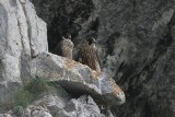 Tatry. Koniec ze wspinaniem się na Kościelec. Szczyt zajął sokół wędrowny