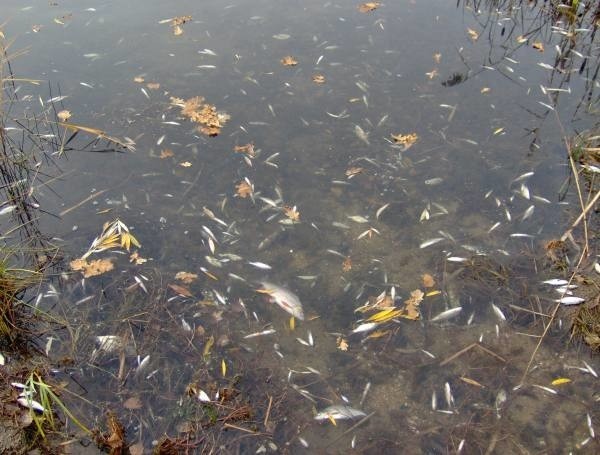 Tysiące śniętych ryb w wyrobisku pożwirowym w Głębocku. Padły nawet metrowe tołpygi