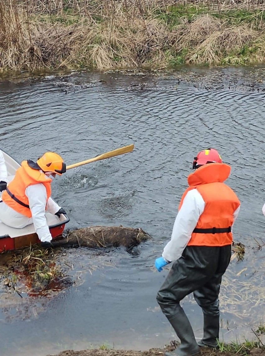 15 martwych dzików w kanale koło Ząbrowa w gm. Stare Pole. Na miejscu pracują służby. „Bardzo zaskoczyła nas ta liczba”