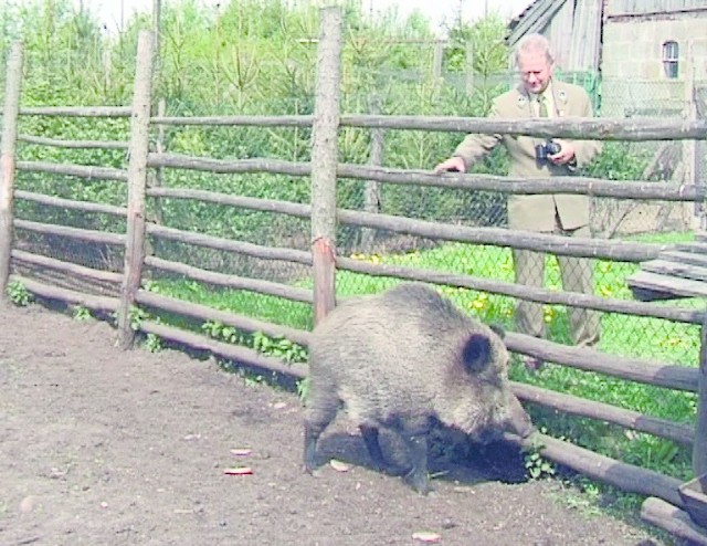 Myśliwi podkreślają, że zwierzęta powinny zamieszkać tam, gdzie ich miejsce, czyli w leśnych ostępach.