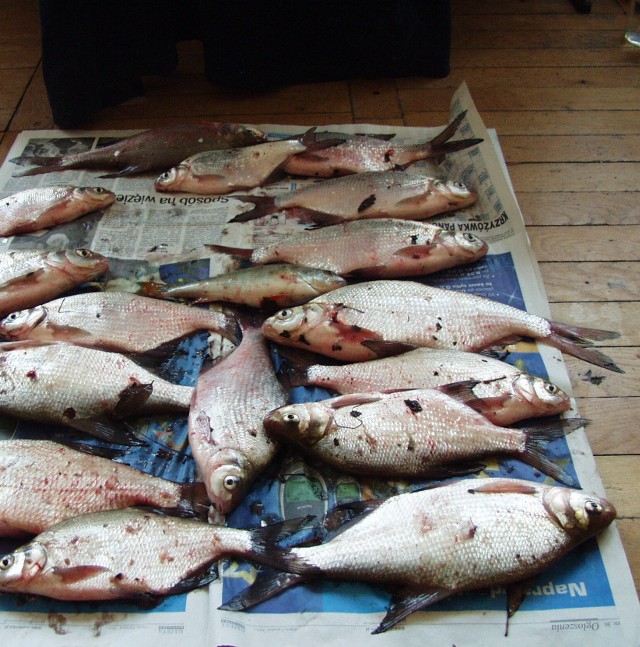 Pomimo grożących kar wiele osób nielegalnie łowi ryby