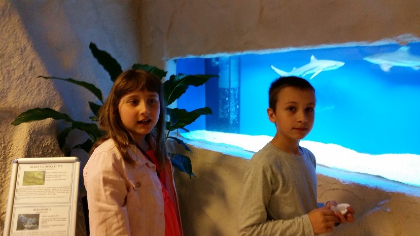 W warszawskim oceanarium stoją akwaria z Niemodlina.