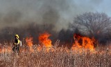 Pożar łąk przy lesie wzdłuż drogi relacji Łoniów Kolonia - Osiek. Utrudnienia dla kierowców
