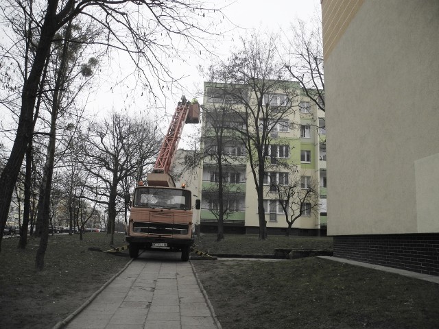 Cięcia były wykonywane ostatnio między blokami przy ulicach Żeromskiego i Prusa.