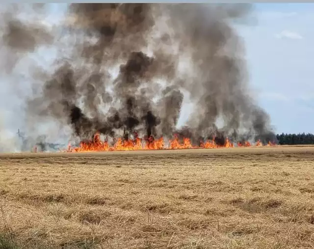 Na pniu spłonęło 30 hektarów zboża