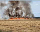 Olbrzymi pożar pod Zbąszyniem. W działaniach strażacy z czterech powiatów. W Nowej Wsi Zbąskiej spłonęło około 30 hektarów zboża na pniu! 