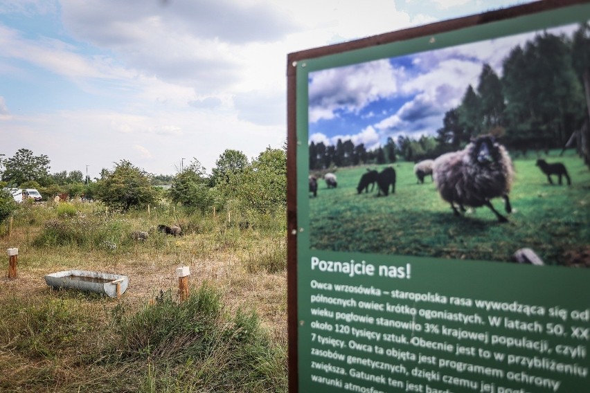 Gdańsk: Owce na Wypasie