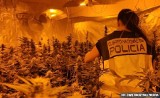 Policjanci z Kielc i Hiszpanii na tropie gigantycznych ilości narkotyków. Kilkanaście osób zatrzymanych (WIDEO, zdjęcia)