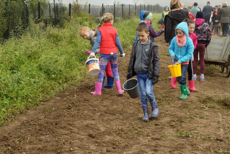 Wykopki: Dzieci z Połomi wzięły udział w tradycyjnych...