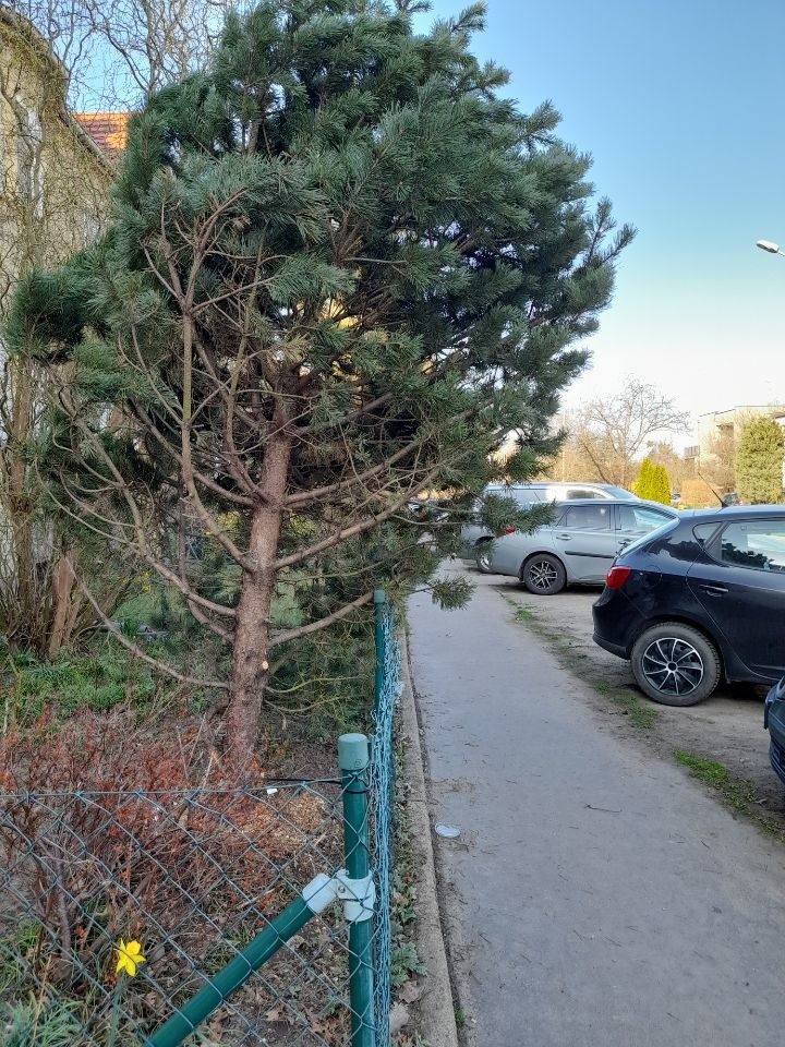 Drzewo niespodzianka w ogródku na wrocławskim Sępolnie
