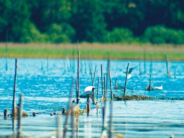 Jezioro Wierzchowo to klimatyczne miejsce, które trzeba ocalić dla przyszłych pokoleń, ale też dać się z niego cieszyć obecnym. 