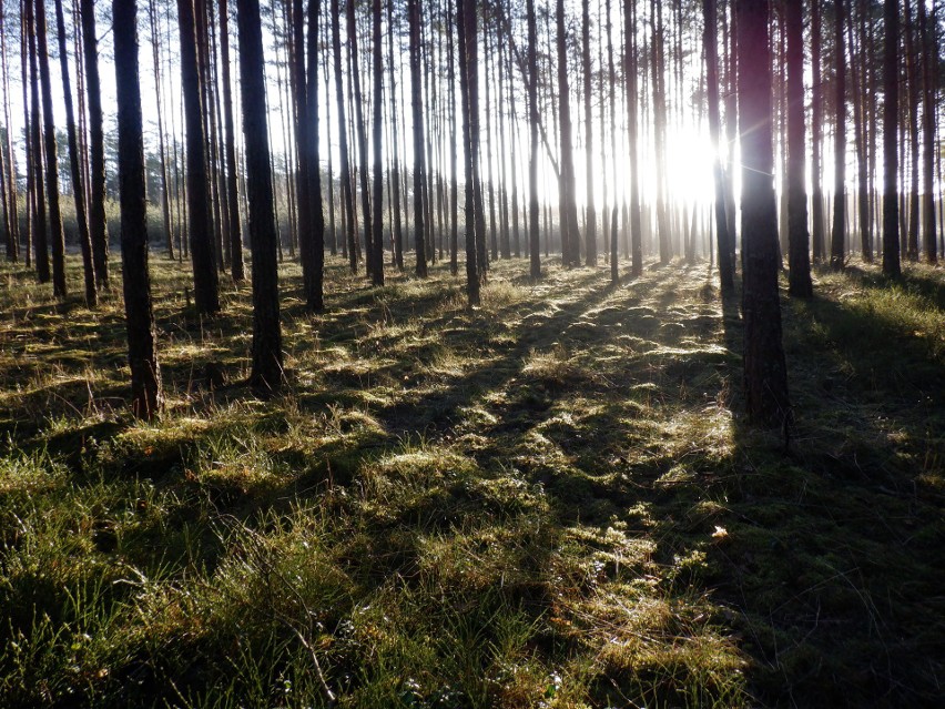Rano słońce tajemniczo oświetlało lasy Zaborskiego Parku...