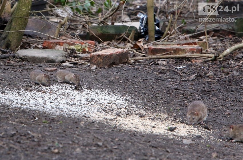 „Szczurmagedon” w Szczecinie. Trwa inwazja gryzoni na Niebuszewie