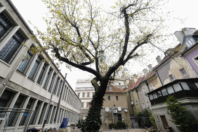 Dziś drzewo zakwita, co pokazuje jego dobrą kondycję.