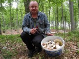 W lasach jest mnóstwo grzybów (zdjęcia, wideo)