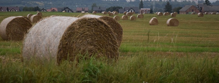 Mieszkańcy skarżą się, że kombajniści jadąc kosić zboża...