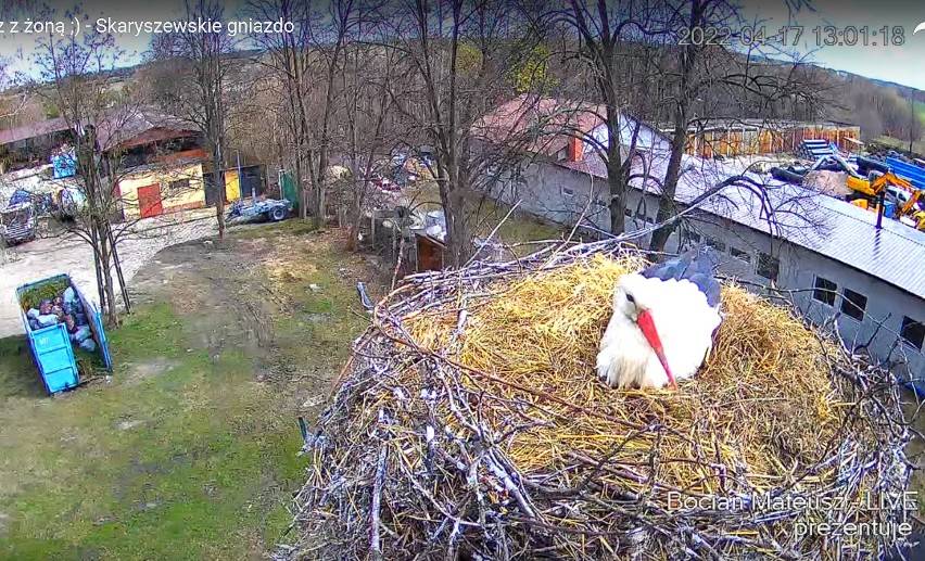 Do gniazda w Skaryszewie wróciły bociany. Można oglądać je na żywo za pomocą kamery. Zobacz wideo