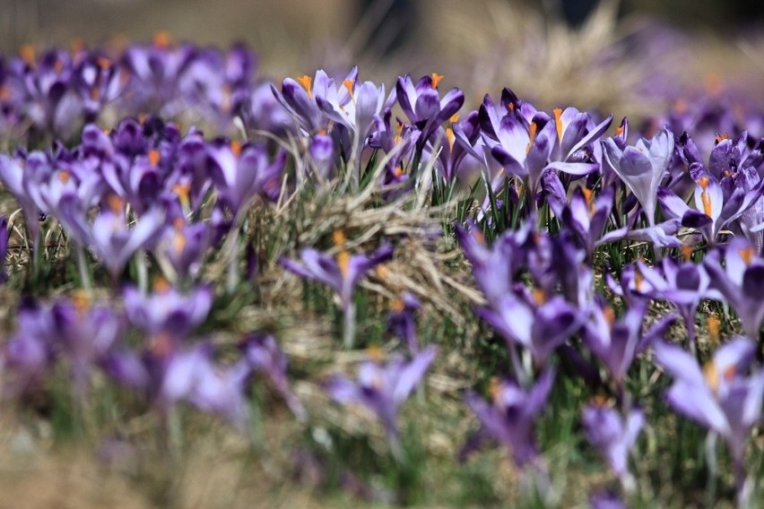 Hokus krokus czyli Dolina Chochołowska wciąż zachwyca i przyciąga tłumy