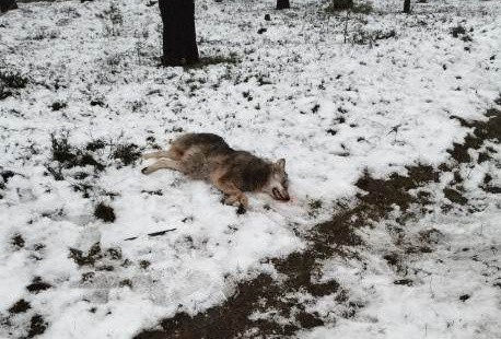 Martwy wilk na poboczu drogi przy trasie Nowogród Bobrzański - Zielona Góra.