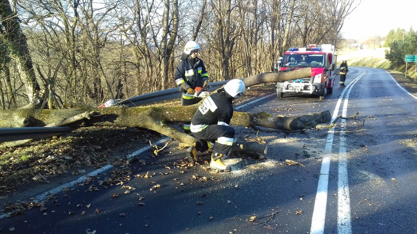 Strażacy usuwają drzewo z DK nr 28.