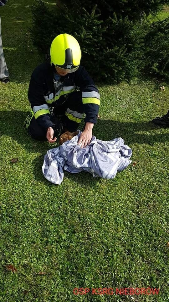 Gmina Nieborów. Pies tonął w studni z pomocą przyszedł grzybiarz i straż pożarna