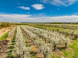 Tak kwitną sady śliwkowe w gminie Szydłów. Widok zapiera dech (ZDJĘCIA)