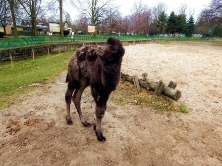 W Śląskim Ogrodzie Zoologicznym urodził się wielbłąd...