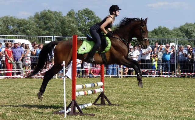 Na championacie w Opatowcu obejrzymy najpiękniejsze konie rasy małopolskie z różnych stron kraju.