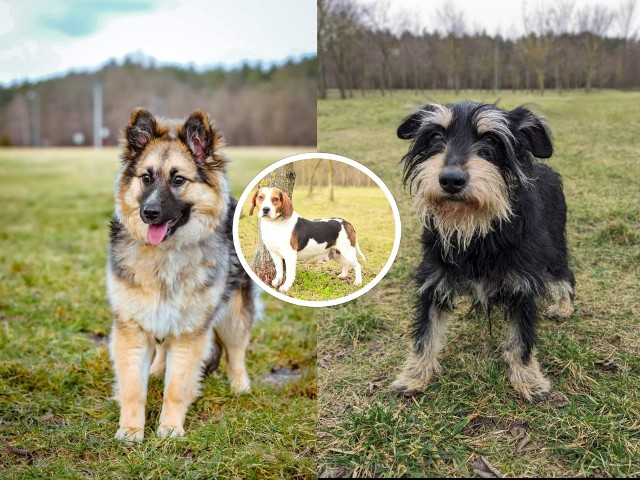 Psy ze schroniska w Radomiu wyglądają swoich domów. Na kolejnych zdjęciach znajdziesz psiaki, które czekają na adopcję>>>