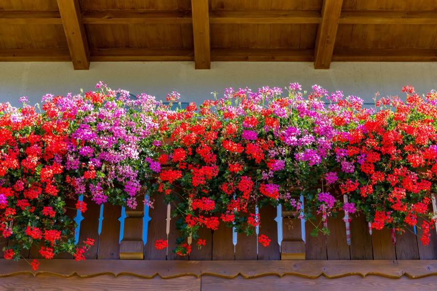 Jeśli marzy nam się balkon ukwiecony pelargoniami, musimy...