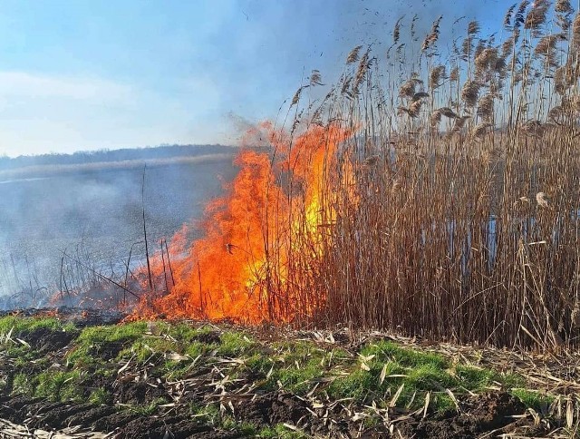 W gminie Jedlińsk, strażacy gasili groźny pożar traw w piątek 16 lutego.