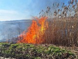 Pożar nieużytków w gminie Jedlińsk. Ogień objął około pół hektara