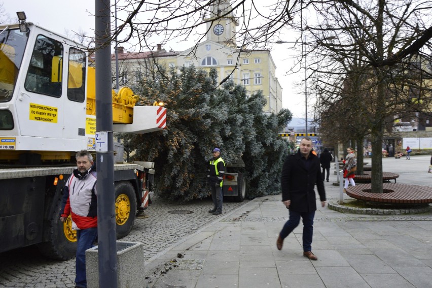 Dziesięciometrowy świerk stanął na gorlickim Rynku