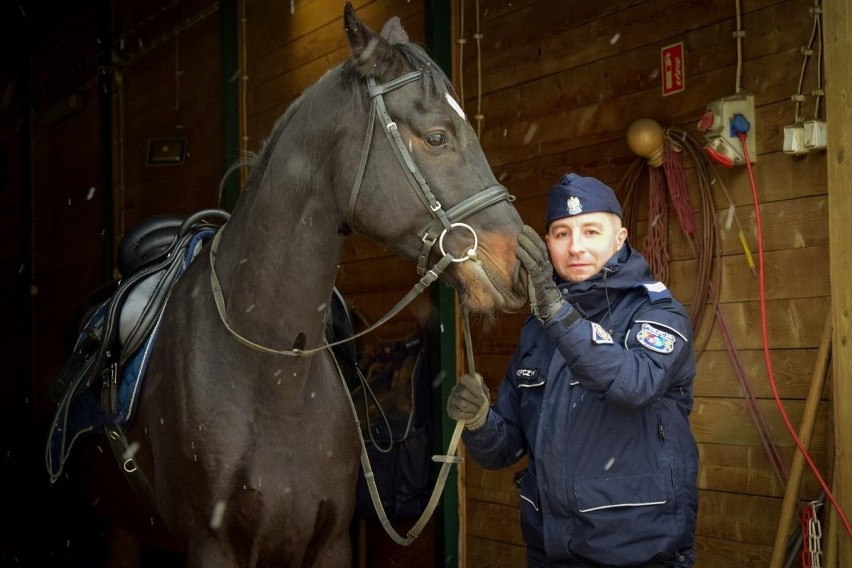 Nowy koń w podkarpackiej policji. Spiro ma cztery lata i już niedługo wyruszy na patrole [ZDJĘCIA]