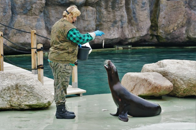 Treningi medyczne i pokazy karmienia zwierząt cieszyły się w zoo w Opolu dużą popularnością wśród odwiedzających. Po kilkumiesięcznej przerwie można je znowu oglądać.