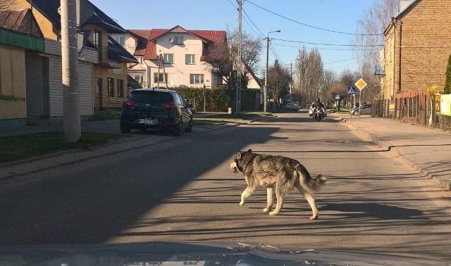 W Łapach jest coraz więcej wałęsających się bezdomnych psów. Po naszej interwencji gmina odłowiła dwa.