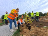 Ogród deszczowy powstał w Tarnowskich Górach. Znajduje się na terenie osiedla Przyjaźń